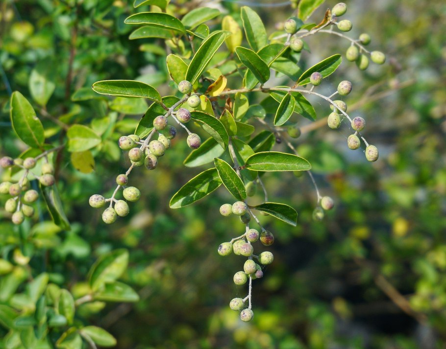 Арония ягода зеленая