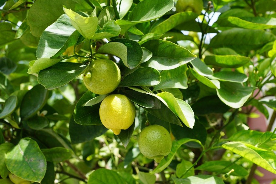 Lemon Tree (лимонное дерево)