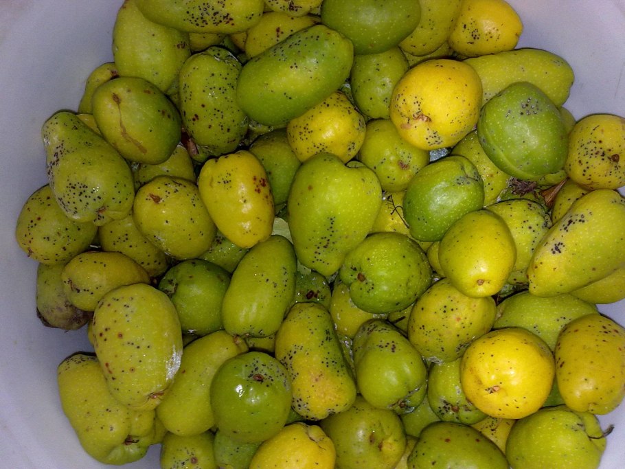 Айва китайский лимонник