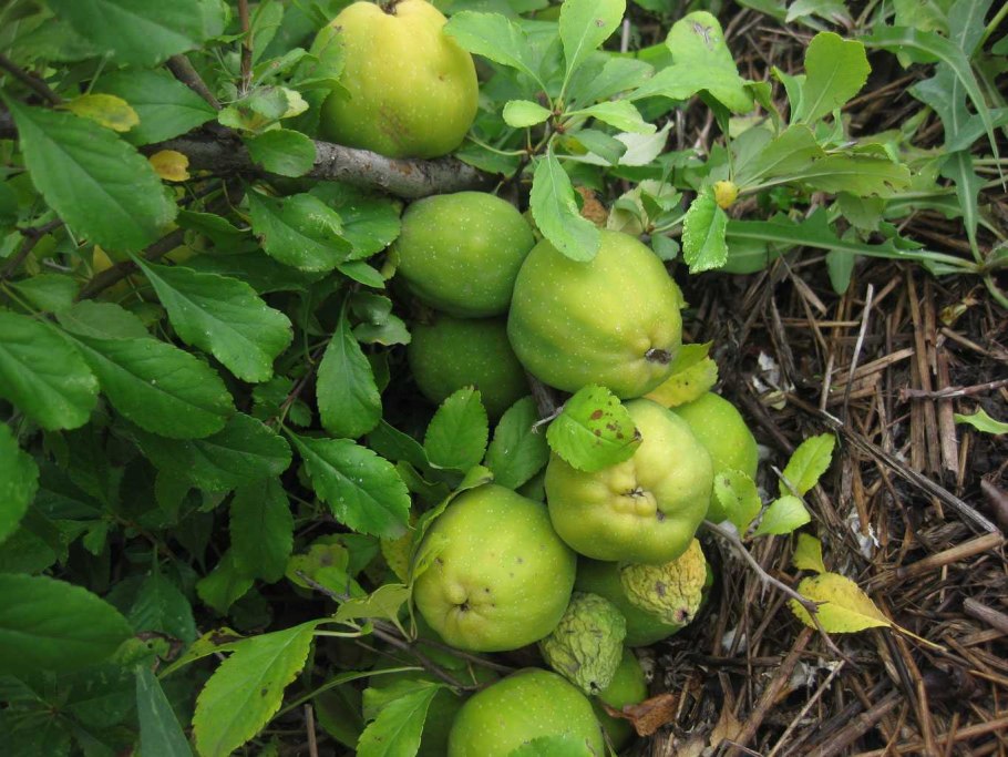 Айва китайская