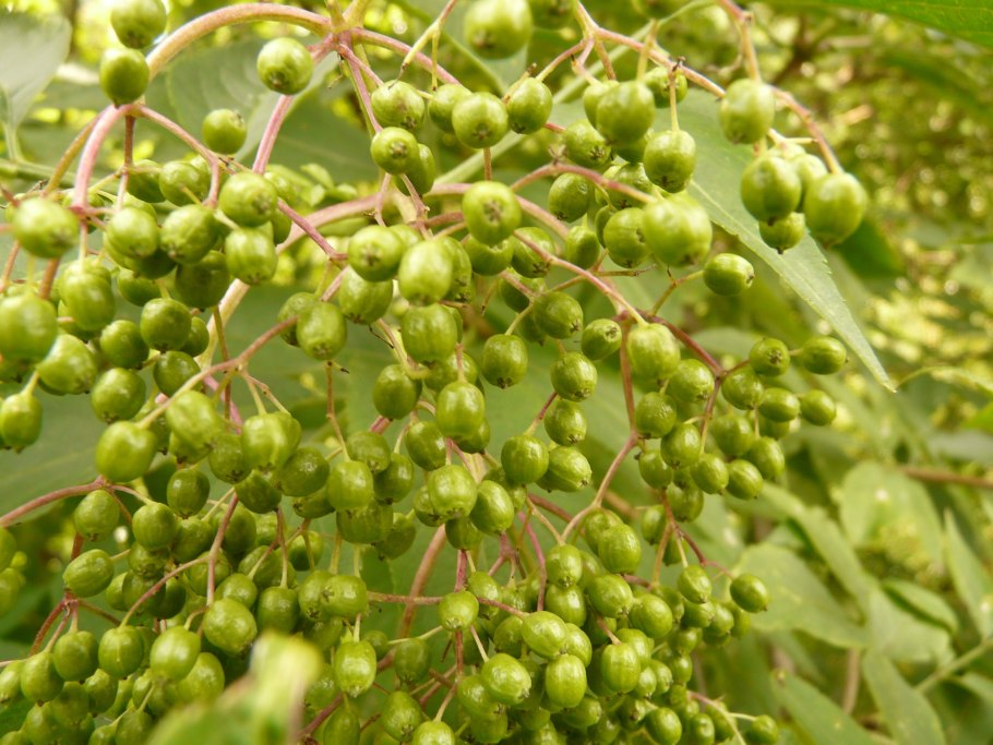 Незрелые ягоды бузины