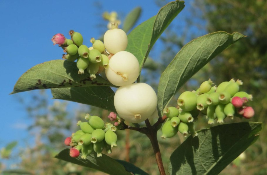 Снежноягодник белый