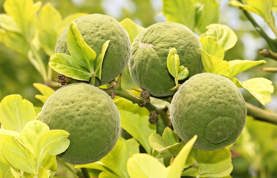 Померанец плод цитрусовых