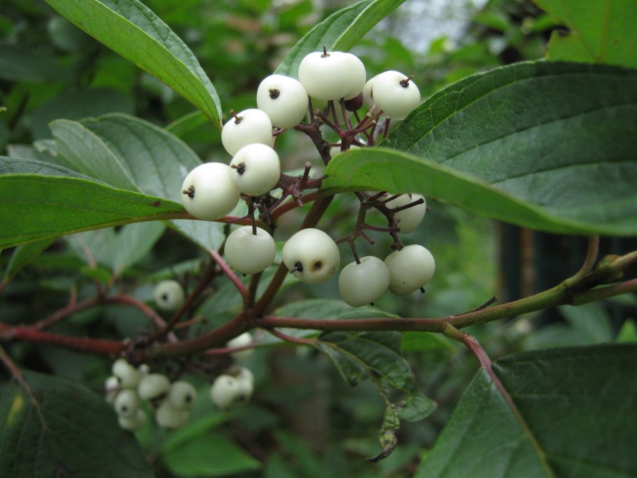 Дерен Свидина кустарник