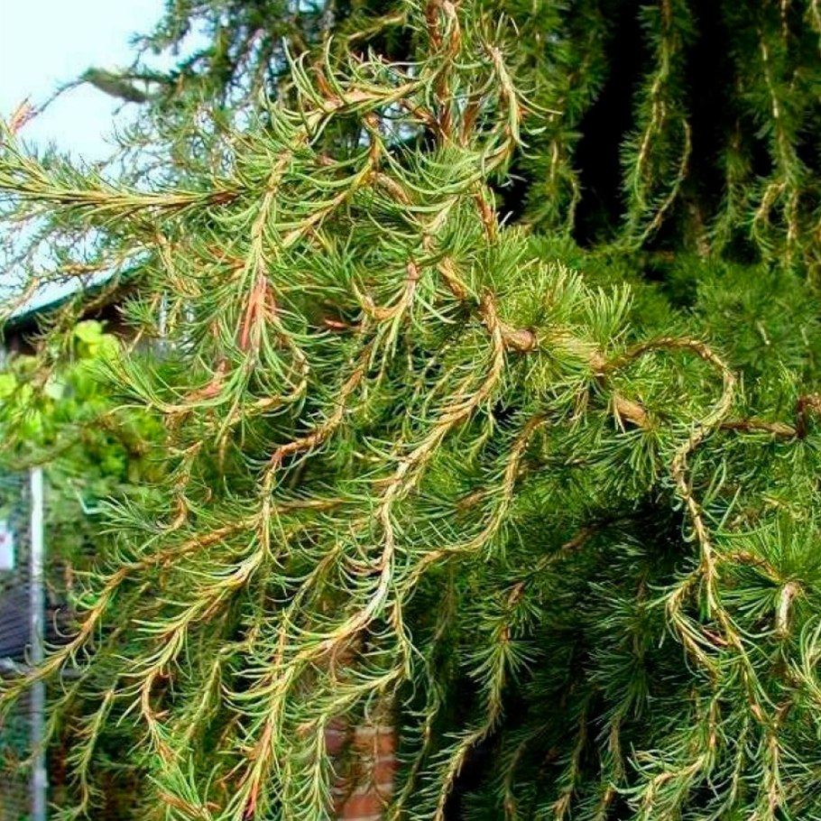 Лиственница японская Кемпферта