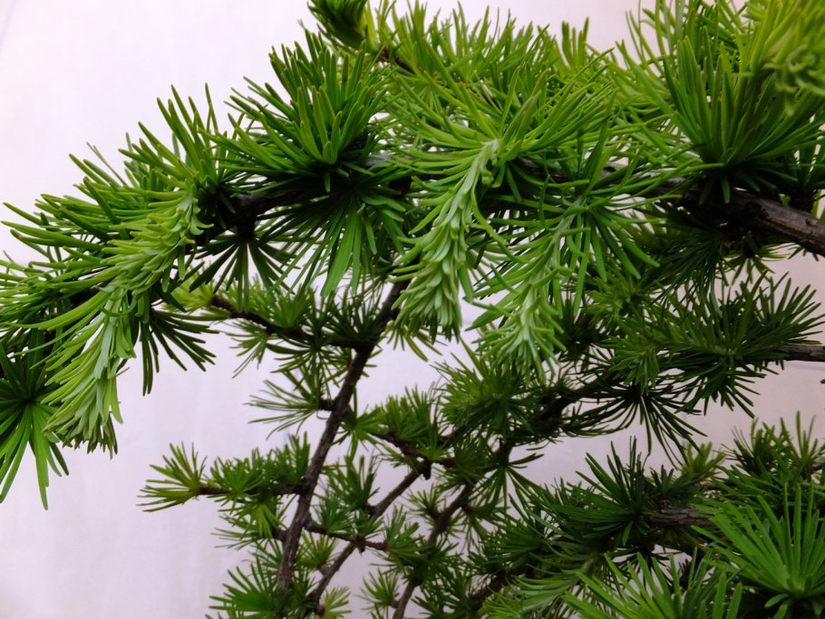 Лиственница европейская pendula