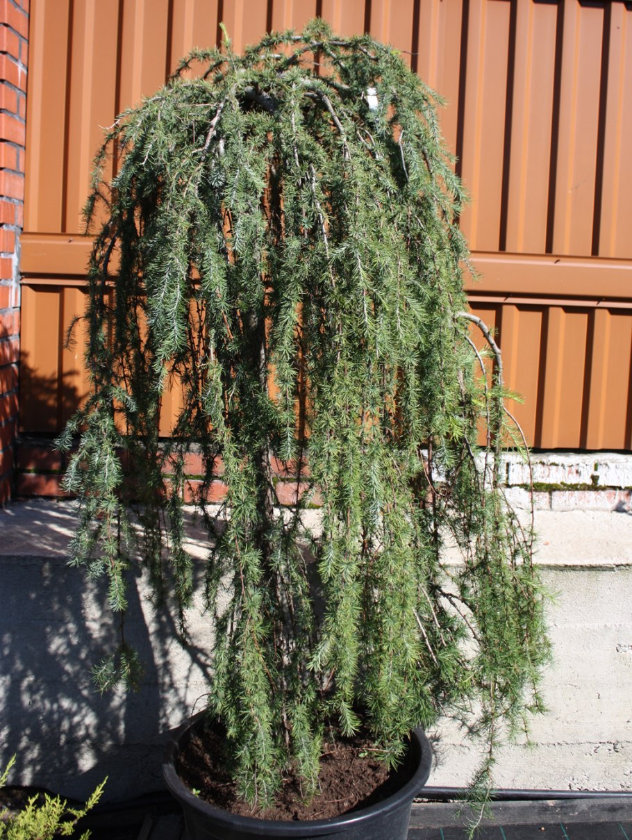 Лиственница Кемпфера Стиф Випер