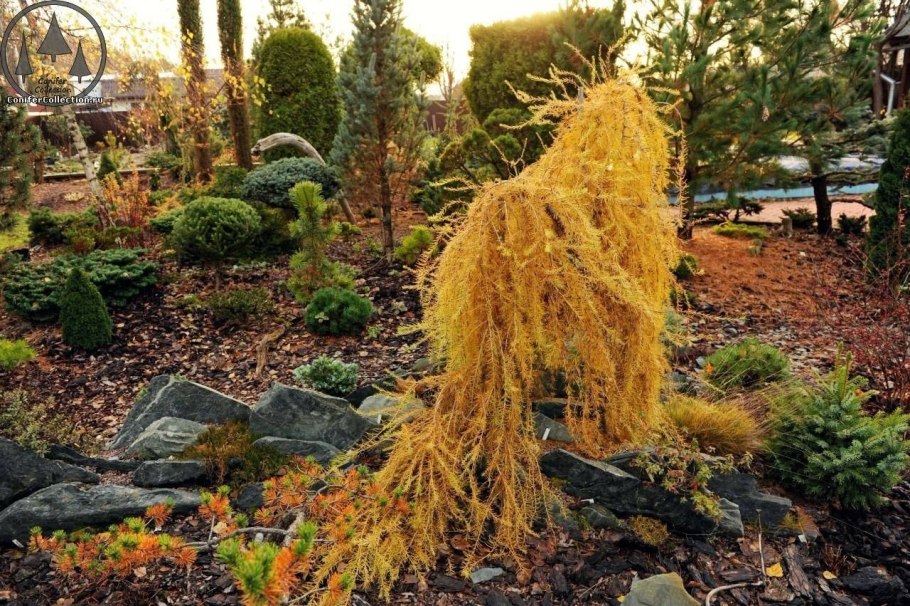 Туя Пендула