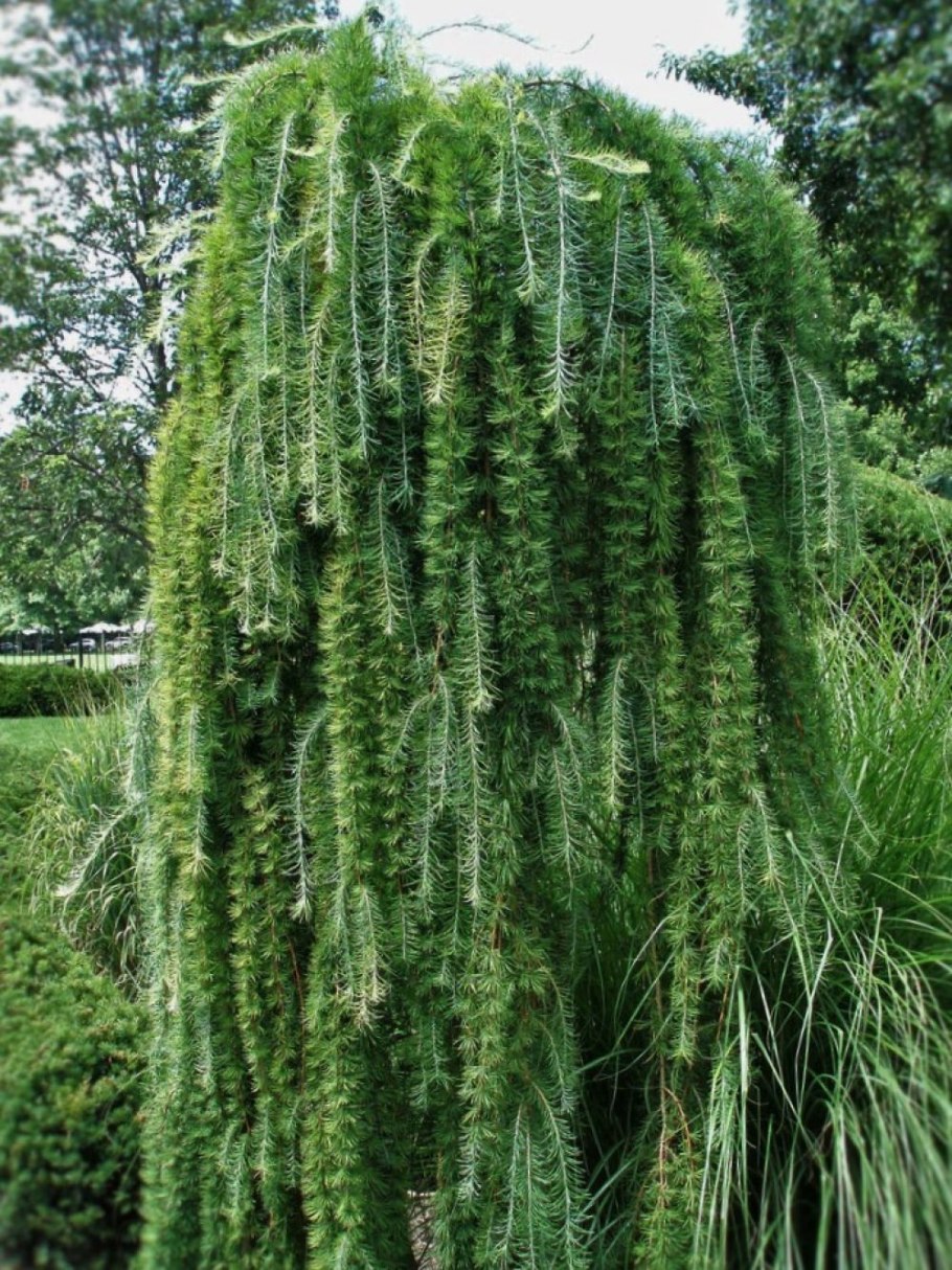 Лиственница Larix kaempferi