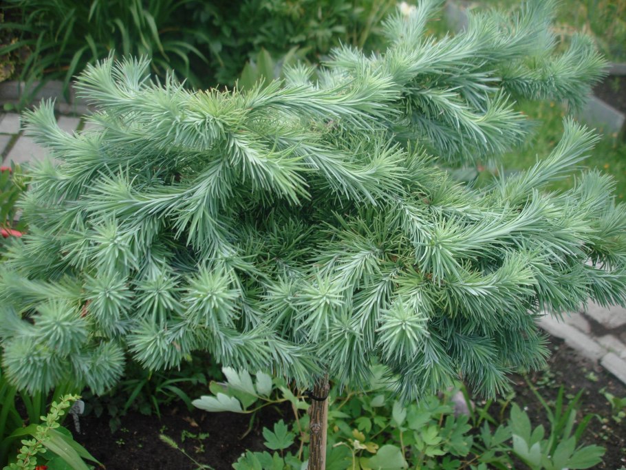 Лиственница европейская 'repens' арка