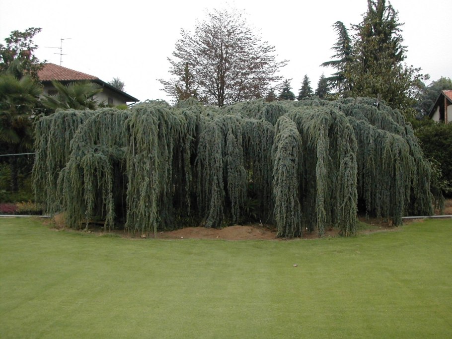 Тсуга канадская Tsuga canadensis