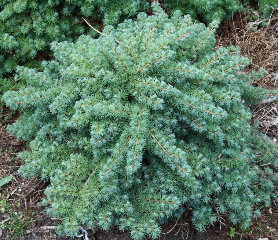 Туя плакучая