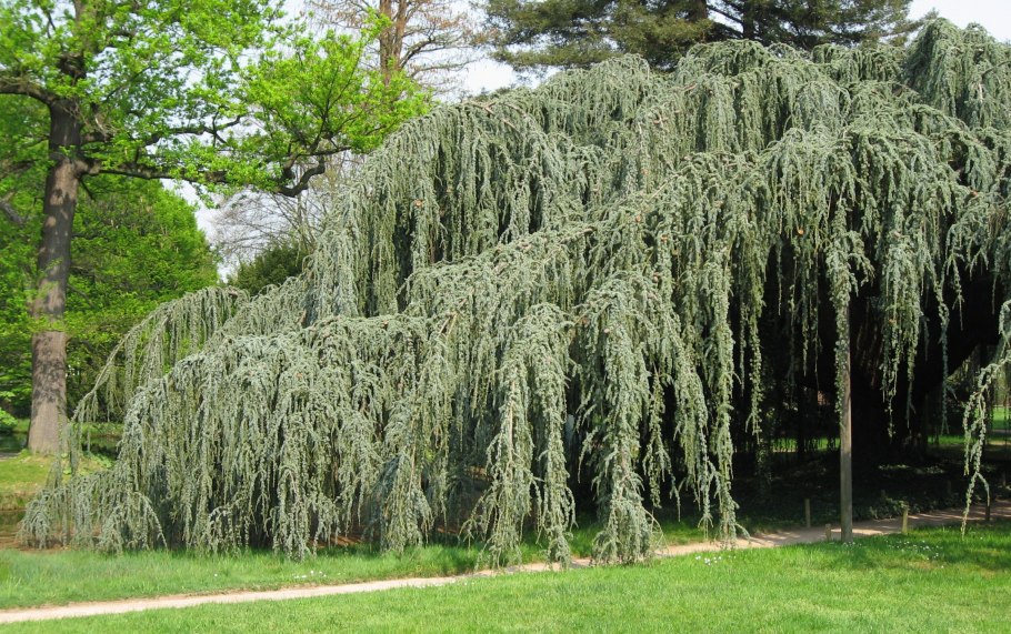 Лиственница тонкочешуйчатая Larix kaempferi