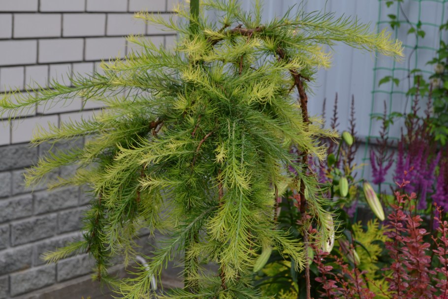 Кедр ливанский Пендула