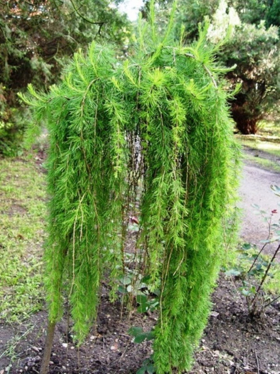 Лиственница плакучая Корник