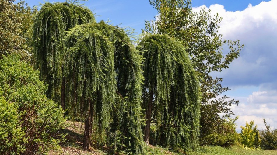 Лиственница тонкочешуйчатая