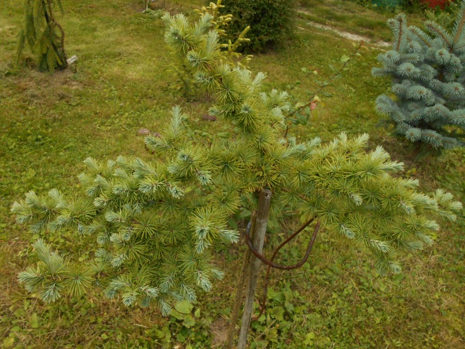 Лиственница европейская Репенс