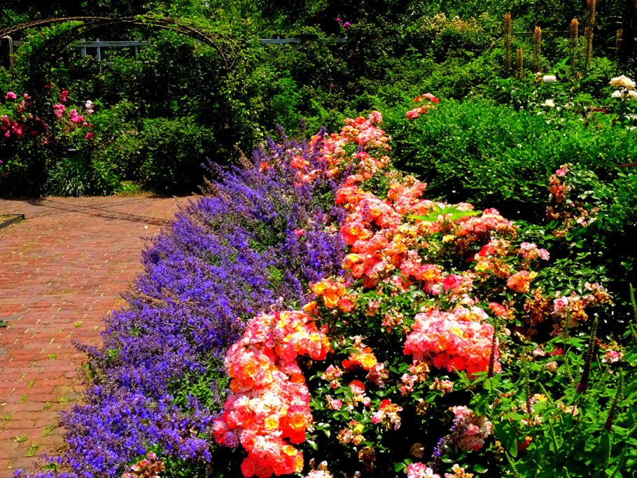 Розы котовник дельфиниум