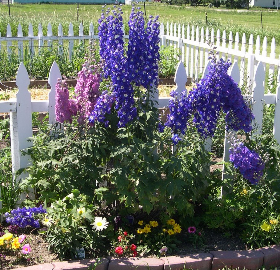 Клумба дельфиниум Люпин Мальва