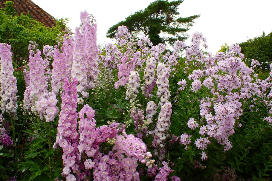 Дельфиниум розовый