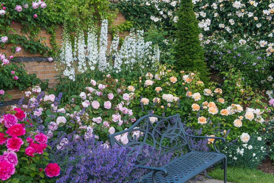 Люпин многолистный в миксбордерах