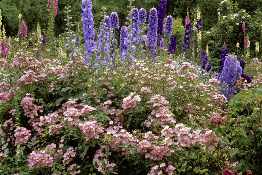 Дельфиниум и розы