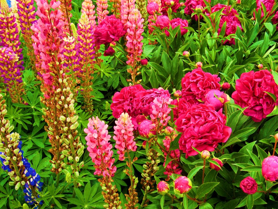 Дельфиниум гибридный Петтикоут