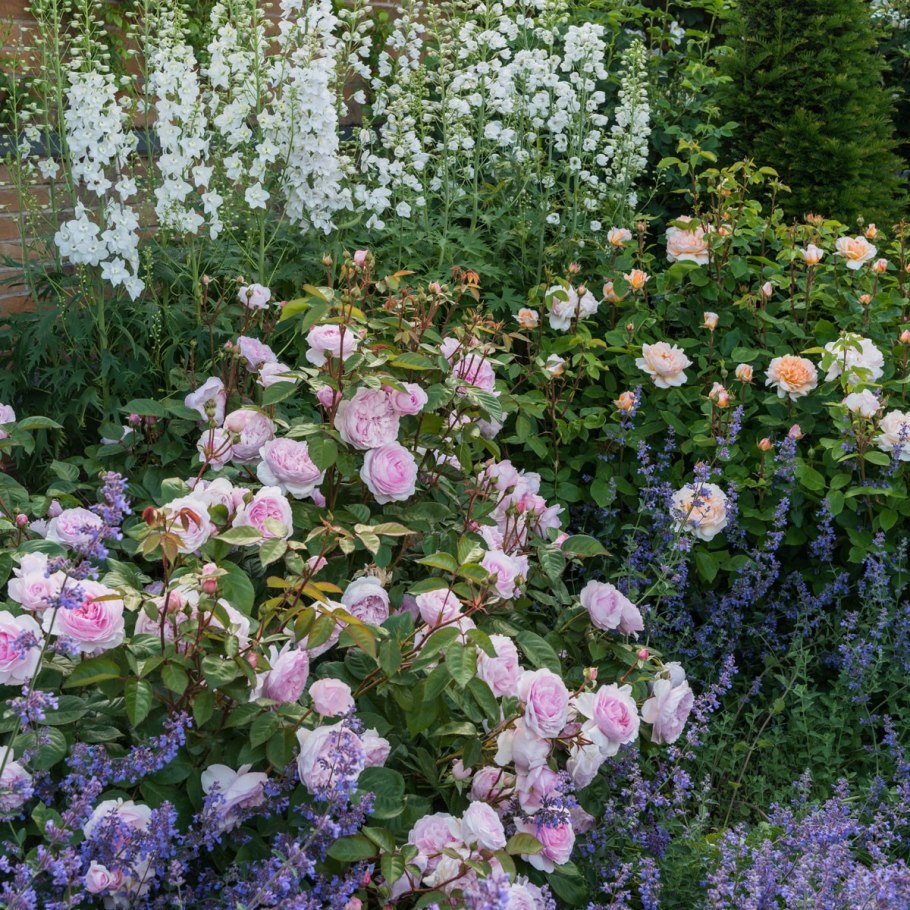 Дельфиниум в миксбордере