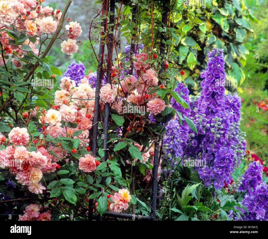 Дельфиниум и розы