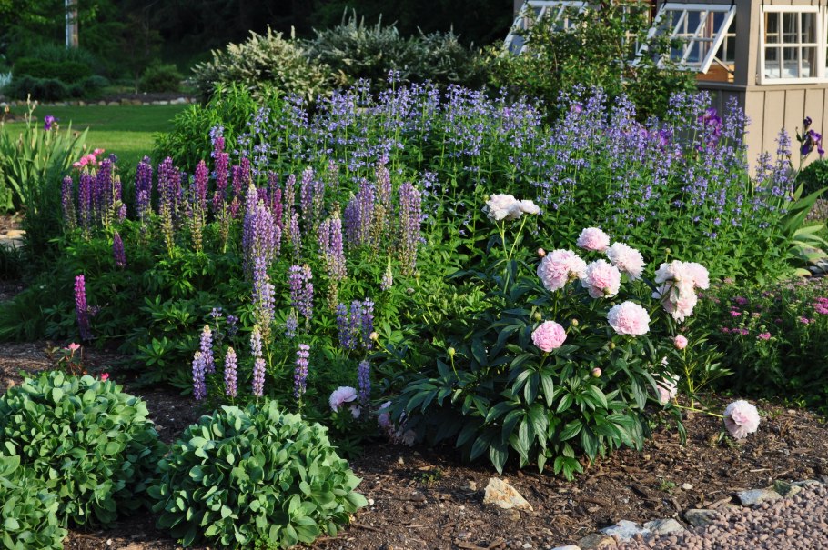 Клумба Ирис Люпин пион