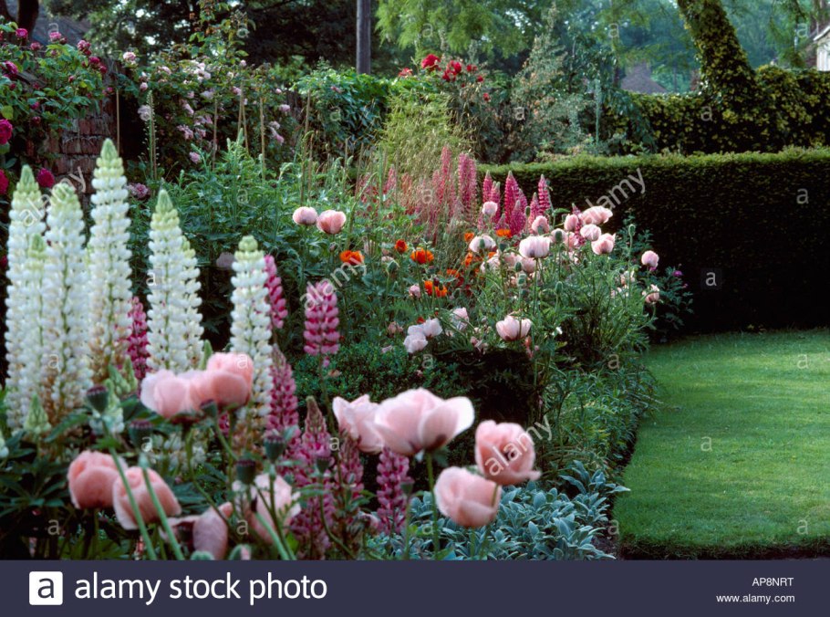 Люпин многолистный в миксбордерах