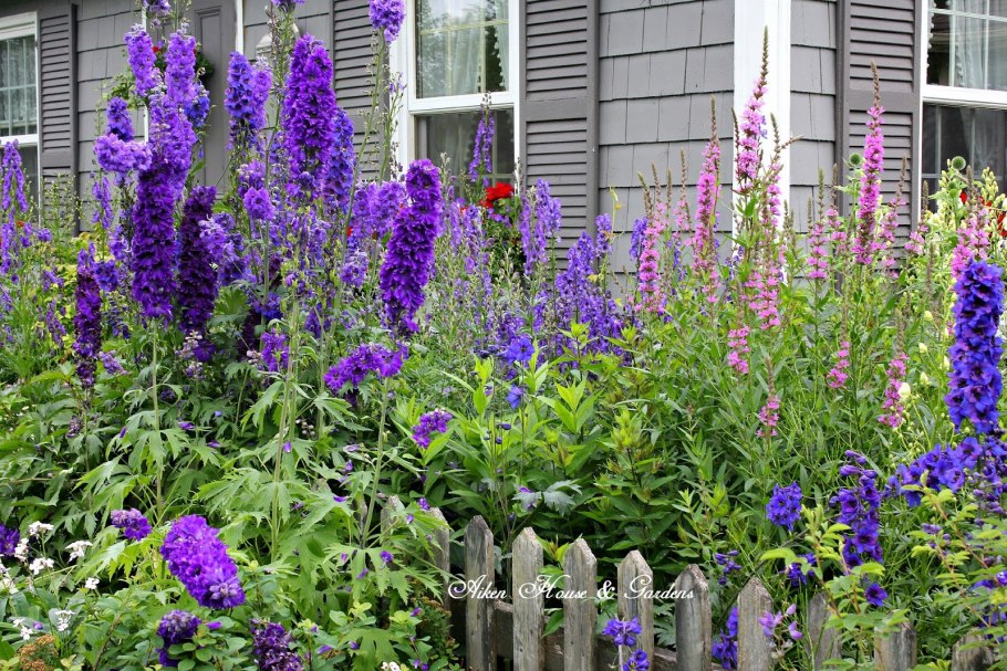 Цветники Гертруды Джекилл Люпин