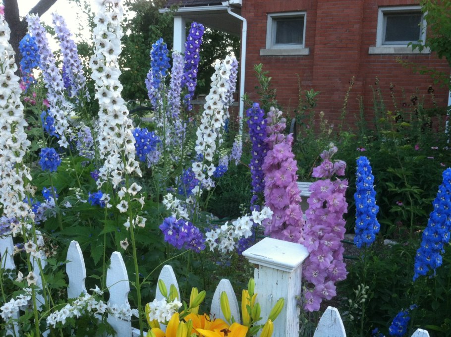 Клумба дельфиниум Люпин Мальва