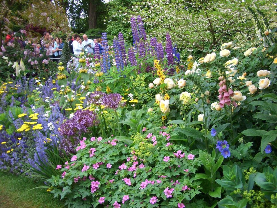 Люпины Лиатрис