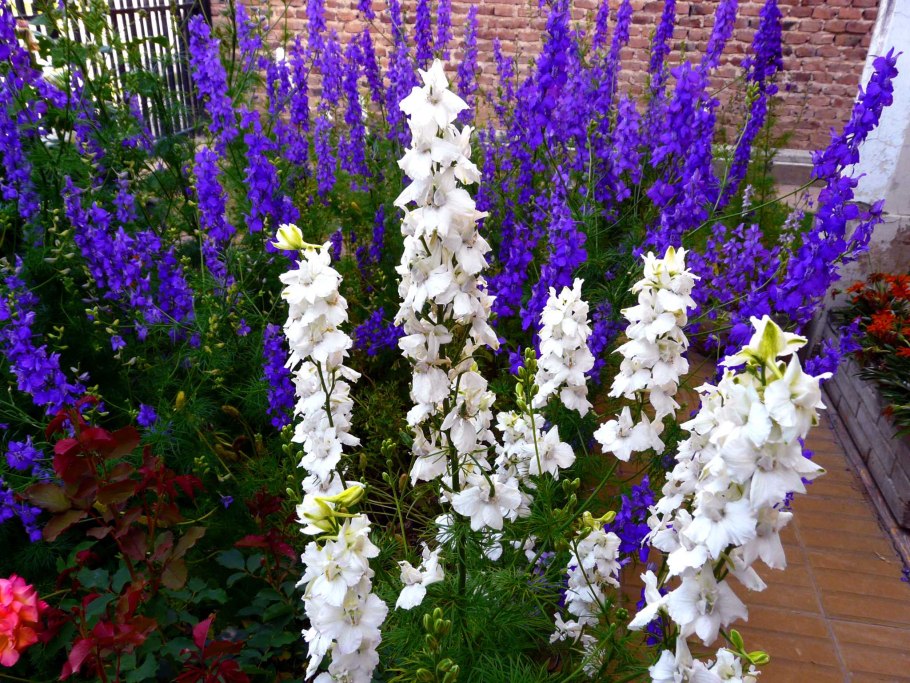 Дельфиниум многолетний на клумбе