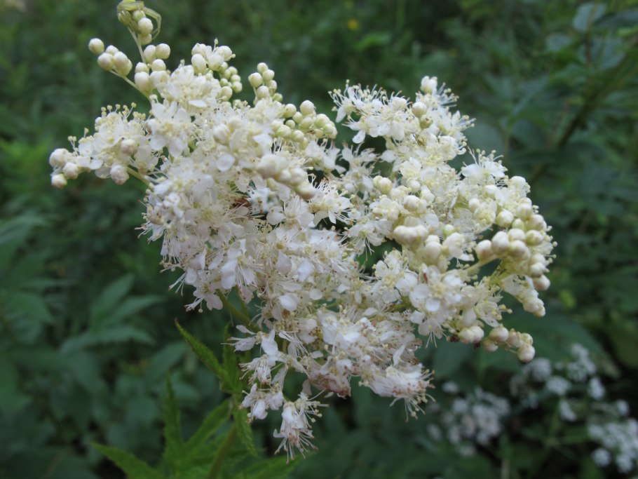 Таволга вязолистная (Filipéndula Ulmária)