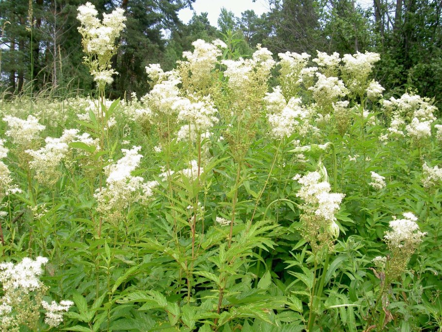 Лабазник вязолистный листья