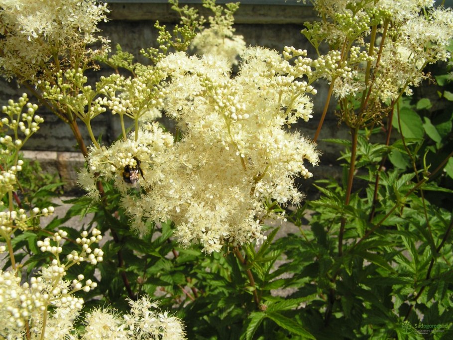 Лабазник белоголовник