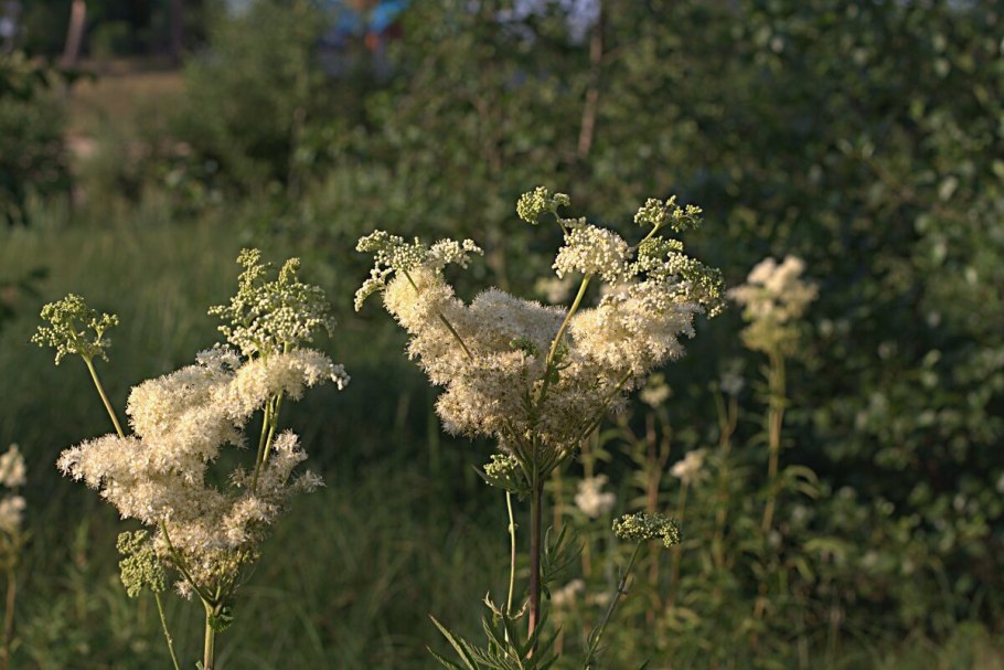Таволга Болотная