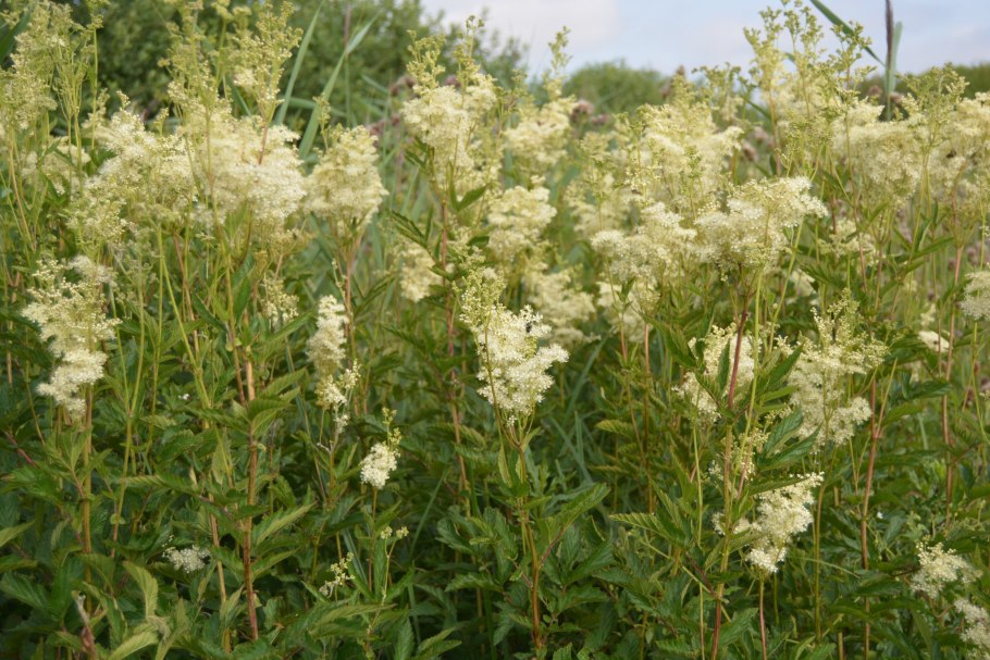 Таволга лабазник