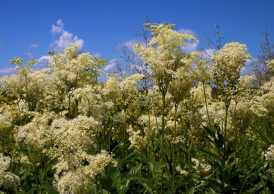 Таволга вязолистная