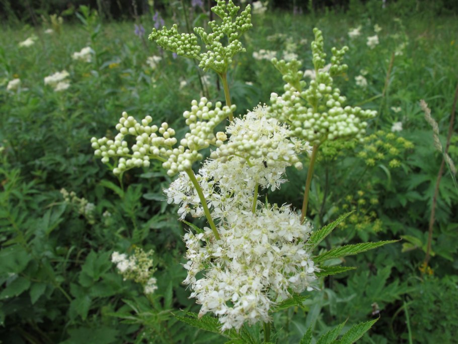 Лабазник таволга соцветие