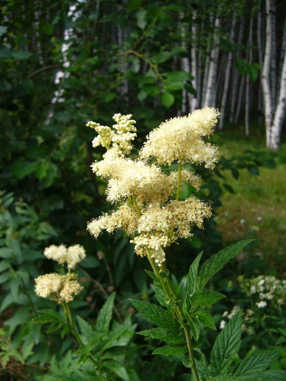 Лабазник шестилепестный