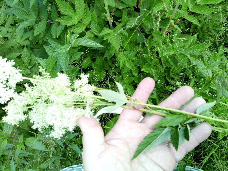 Таволга вязолистная