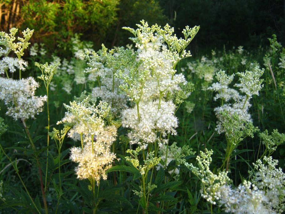 Лабазник Филипендула