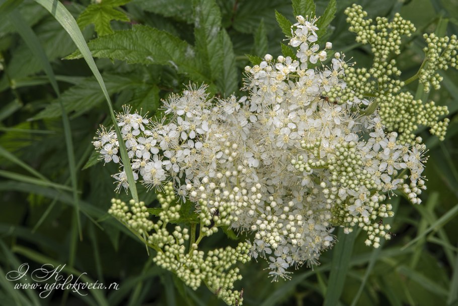 Лабазник вязолистный куст