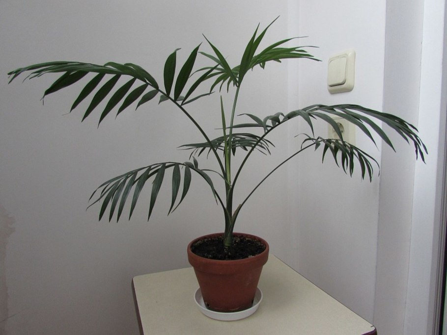 Финиковая Пальма комнатная