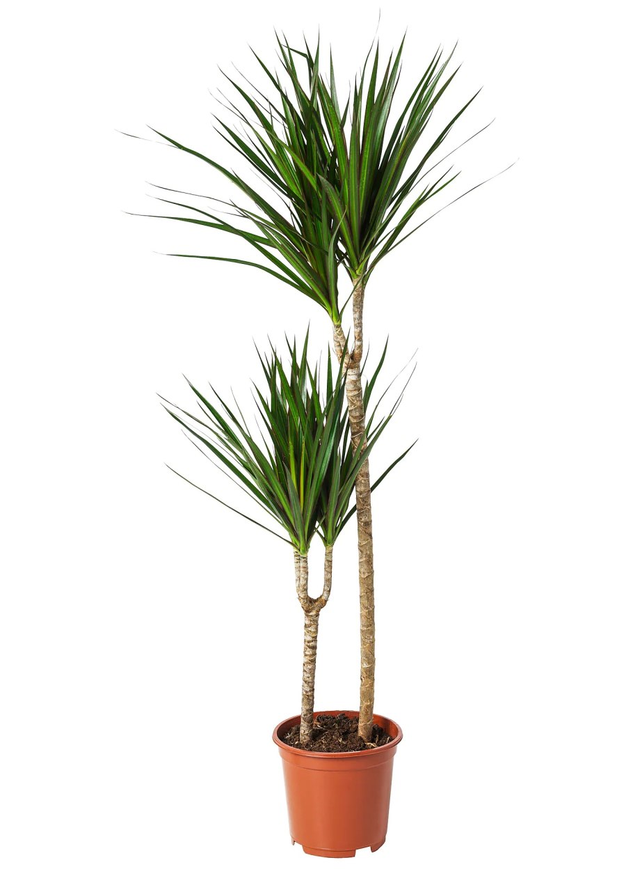 Пальма Арека катеху