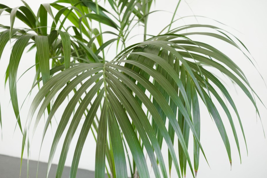 Финиковая Пальма декоративная