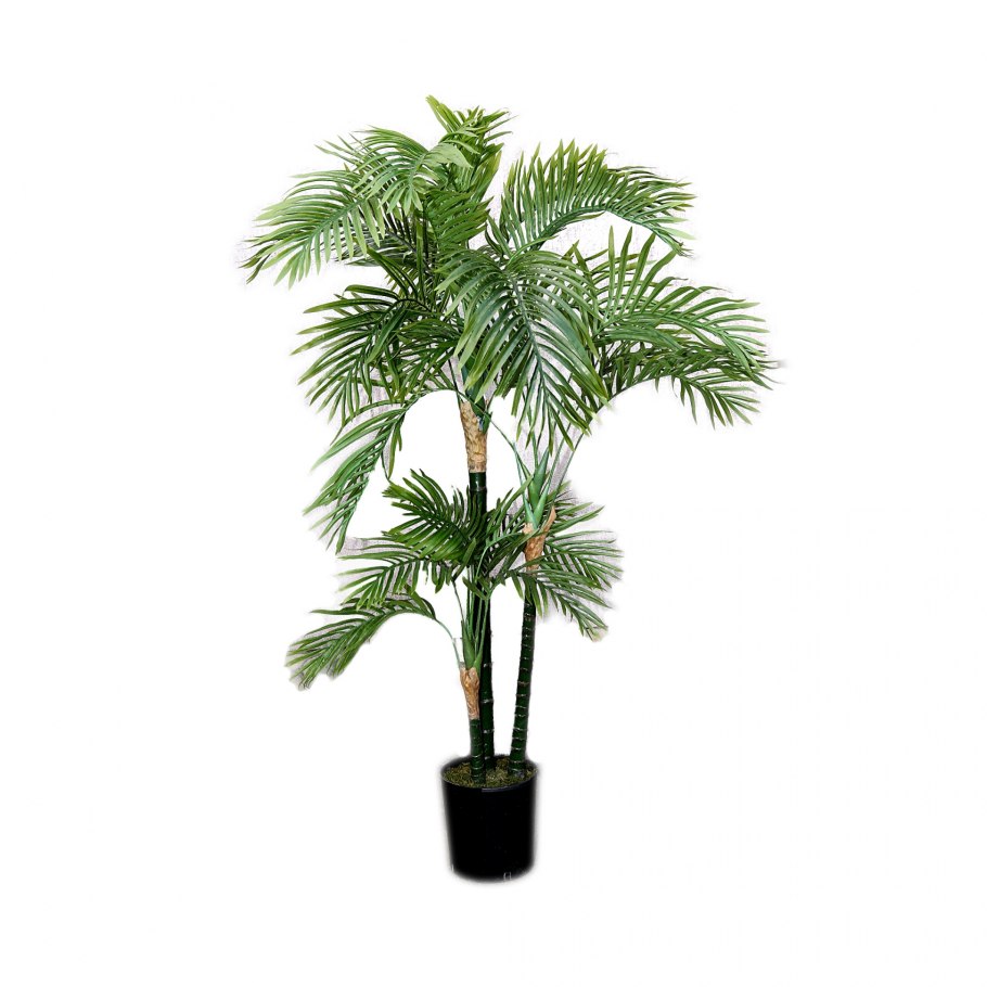 Пальма хамедорея изящная